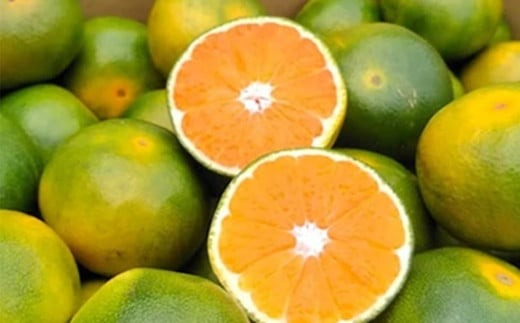 福岡県産 極早生みかん 早味かん 約4kg みかん ミカン フルーツ 果物 国産【2024年9月上旬～下旬発送予定】