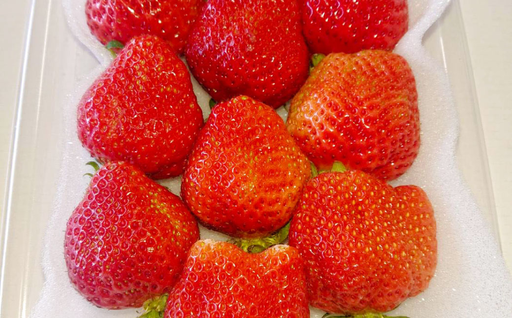 【3回定期便】あまおう 3パック いちご 苺 イチゴ フルーツ 果物【2025年1月下旬～3月下旬発送予定】