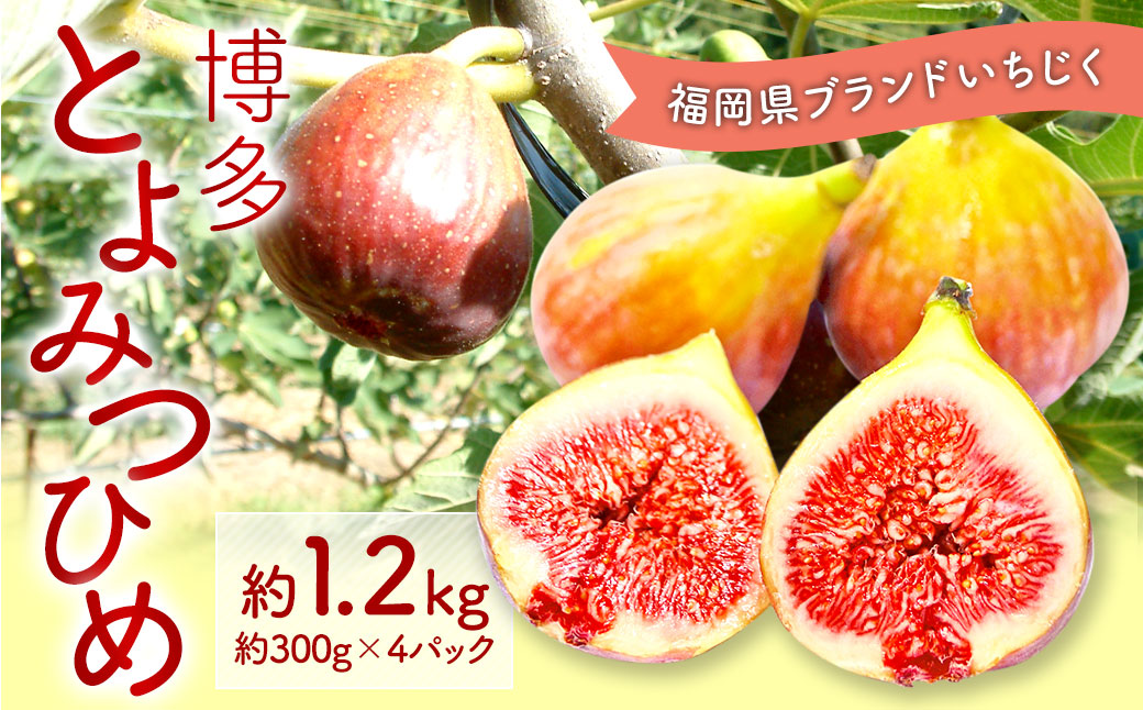 福岡県 ブランド いちじく「博多とよみつひめ」4パック フルーツ 果物 くだもの【2024年8月下旬～2024年10月下旬発送予定】