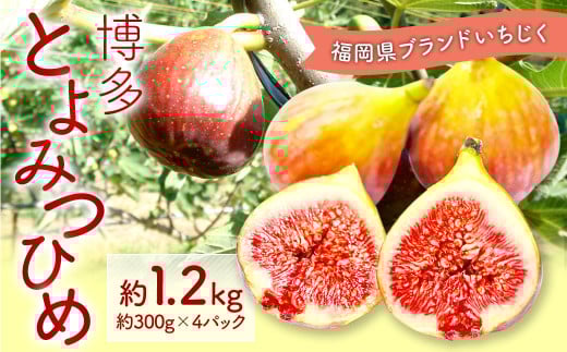 福岡県 ブランド いちじく「博多とよみつひめ」4パック