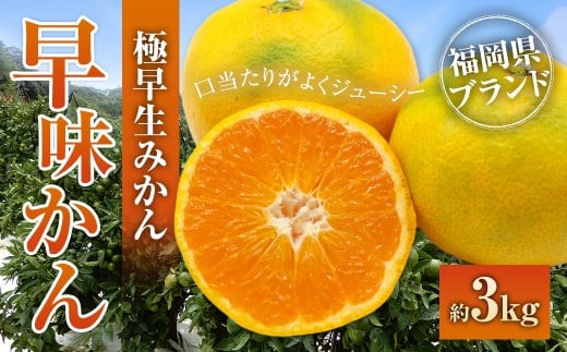 福岡県ブランドみかん「早味かん」3kg みかん ミカン 蜜柑 果物 くだもの フルーツ 福岡県産 【2026年9月下旬-10月下旬発送予定】