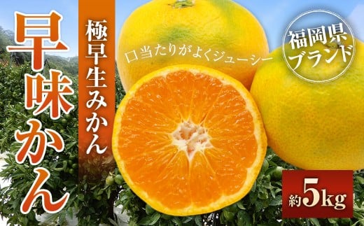 福岡県ブランドみかん「早味かん」5kg みかん ミカン 蜜柑 果物 くだもの フルーツ 福岡県産 【2026年9月下旬-10月下旬発送予定】