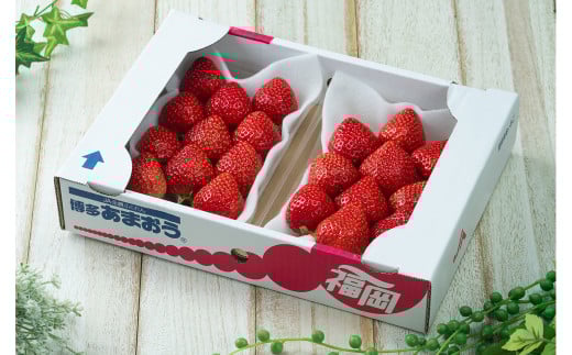 福岡産【冬】 あまおう 2パック いちご 苺 果物 フルーツ 福岡 太宰府