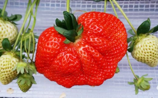 大粒 あまおう 4パック