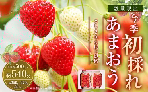 今季初採れあまおう 2パック【数量限定】