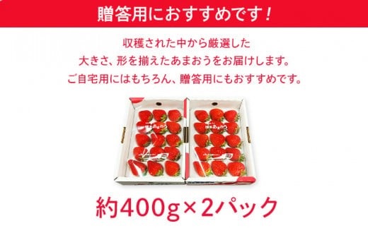 【2026年1月下旬～2月順次発送】あまおう 合計約800g 約400g×2パックEX