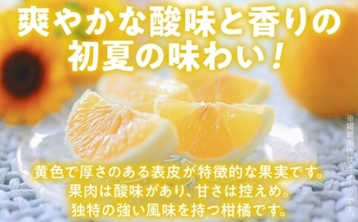 ニューサマーオレンジ（日向夏）約1.5kg