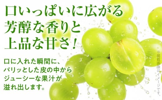 シャインマスカット約1kg