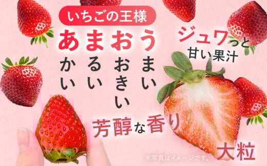 【2026年2月上旬より順次発送】 あまおうDX 約280g×2パック