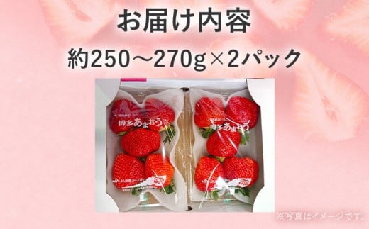【2026年2月上旬より順次発送】 大粒あまおう 2パック