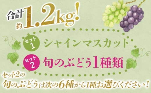 ぶどう詰合せ（シャインマスカット＋珍しいぶどう）