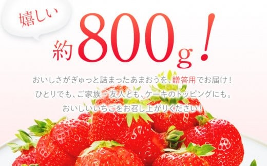 【2026年1月下旬～2月順次発送】あまおう 合計約800g 約400g×2パックEX
