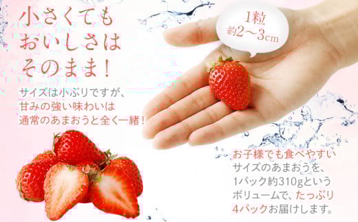  訳あり 小粒あまおう 合計約1240g 約310g×4パック【2026年2月より順次発送】