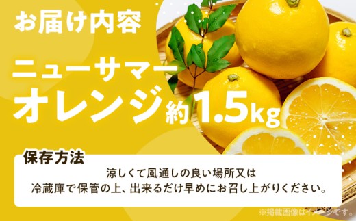 ニューサマーオレンジ（日向夏）約1.5kg