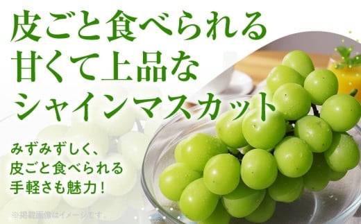 シャインマスカット約1kg