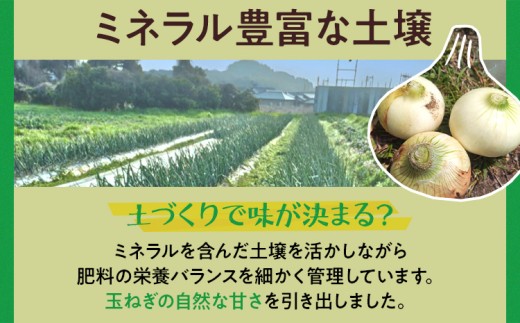  古賀市産玉ねぎ　4kg
