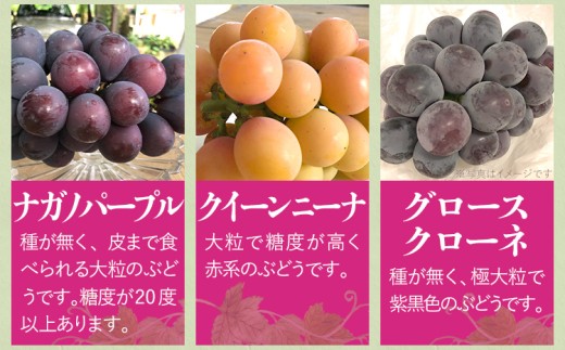 ぶどう詰合せ（シャインマスカット＋珍しいぶどう）