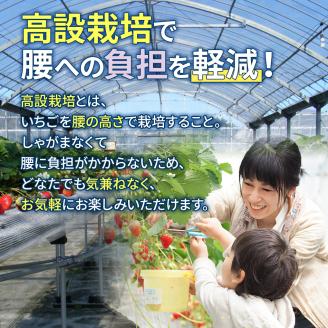 ６０分食べ放題！いちご狩りチケット！（大人１名様分×１枚）
