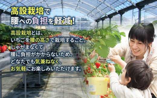 ６０分食べ放題！いちご狩りチケット！＜大人１名様分×３枚＞