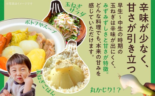  古賀市産玉ねぎ　4kg