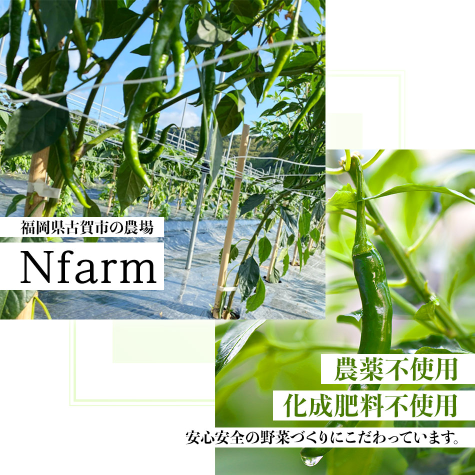  TABERU～福岡県産青唐辛子と醤油と花椒～,～花椒BOOST～　2個セット