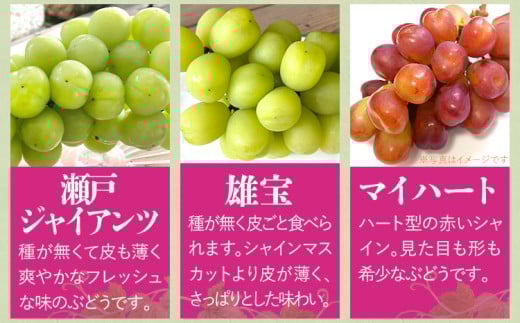 ぶどう詰合せ（シャインマスカット＋珍しいぶどう）