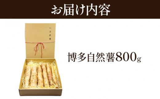  博多自然薯 800g