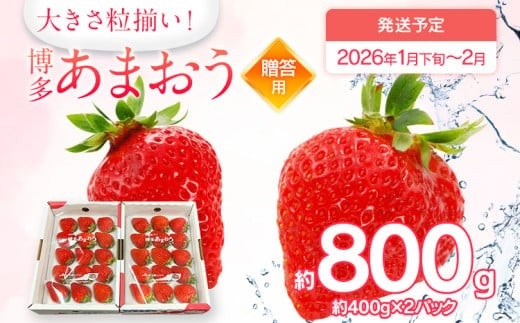 【2026年1月下旬～2月順次発送】あまおう 合計約800g 約400g×2パックEX