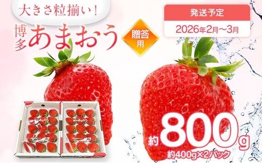 【2026年2月～3月順次発送】あまおう 合計約800g 約400g×2パックEX