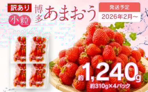  訳あり 小粒あまおう 合計約1240g 約310g×4パック【2026年2月より順次発送】
