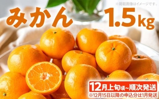 みかん 約1.5㎏