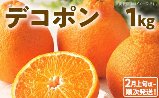 デコポン約1kg