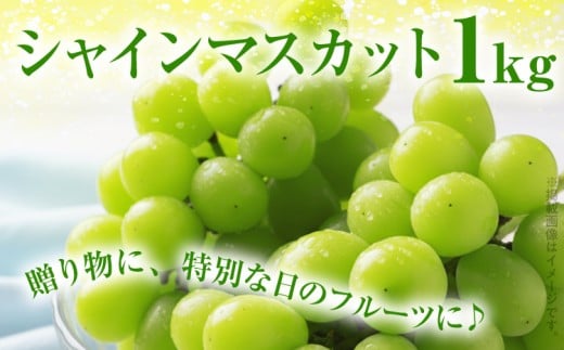 シャインマスカット約1kg