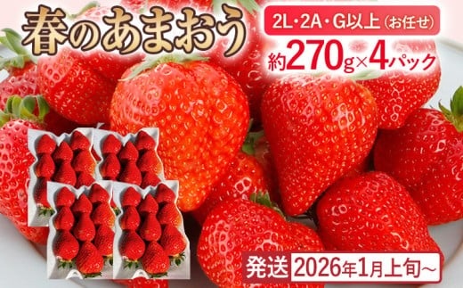 産地直送厳選あまおう 4パックセット（G,2L,2A規格以上）約270g×4パック