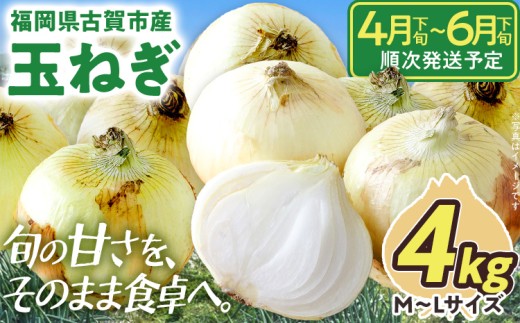  古賀市産玉ねぎ　4kg