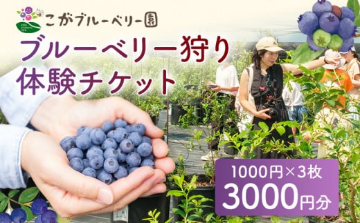 ブルーベリー狩り体験 ブルーベリー60分食べ放題チケット！