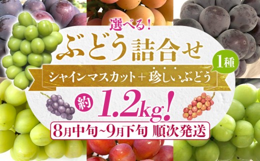 ぶどう詰合せ（シャインマスカット＋珍しいぶどう）