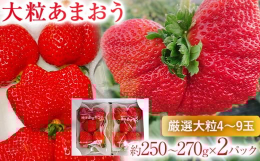 [2026年2月上旬より順次発送] 大粒あまおう 2パック