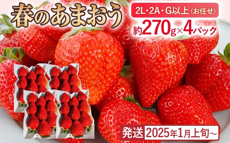 産地直送厳選あまおう 4パックセット(G,2L,2A規格以上)約270g×4パック