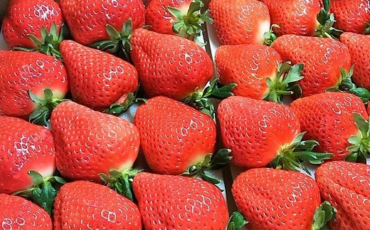 【2025年12月より順次発送】高級いちご「おおきみ」　約300g×2P　計600g★青谷ふぁーむ[F4134]