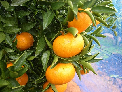 【2026年1～3月出荷】厳選！！むなかたの柑橘ブランド「姫神」シリーズ　約3kg[G2007]