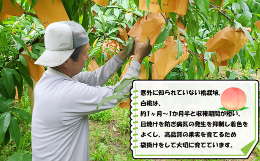 【2025年8月より順次発送】摘みたて瞬間★品種おまかせ冷凍もも小分けパック1.5kg（250g×6P)[G0158]