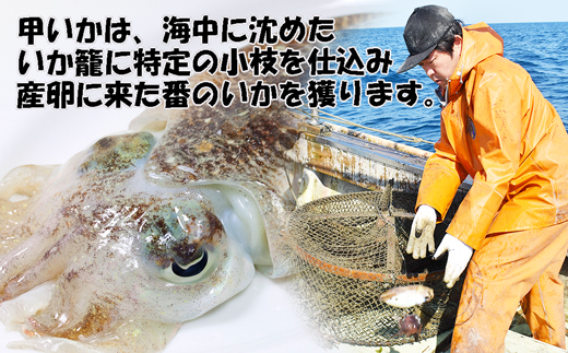 玄界灘産 甲いか漬け丼の素8人前（70g×8P）★1人前ずつ個包装[G0166]