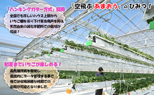 【3回届く！（2月～4月）】福津産『空飛ぶあまおう』約1,080g×3回定期便【スカイフローラファーム】[G7054]