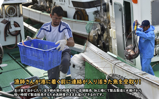 【年12回毎月】福津の旬の魚介類こだわり定期便【随時開始】[G7017]