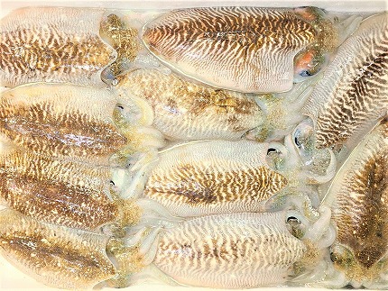 これは食べなイカん！！ お刺身コウイカ600g（50g×12P）[G0081]