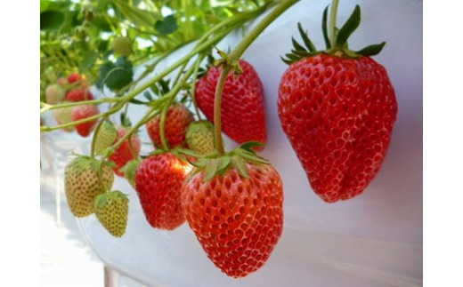 【2026年1月発送開始】「さちのか」いちご300g×4P計1,200g★あんずの里[G4127]