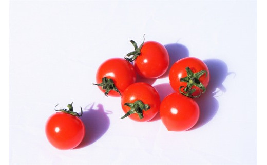 【4ヶ月定期便】福津のトマトバラエティセット（3～6月）★あんずの里[G7008]