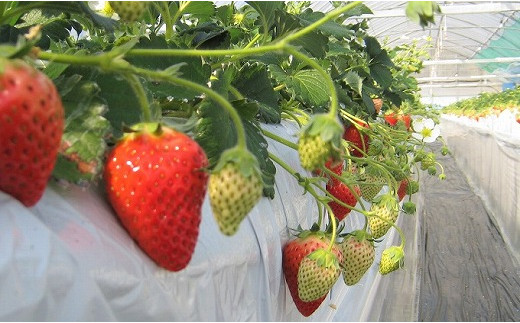 【2025年12月より順次発送】高級いちご「おおきみ」　約300g×2P　計600g★青谷ふぁーむ[F4134]