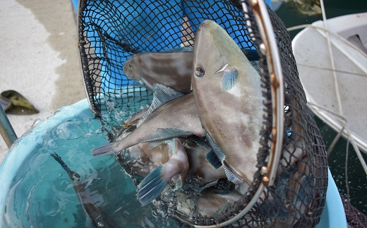 高鮮度だからウマい！！『肝付き』お刺身ウマヅラハギ600g（50g×12P）【2月より順次発送】[G0077]